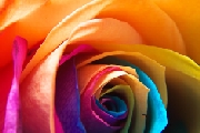 rainbowrose1.jpg